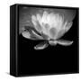 USA, Minnesota, La Salle Lake State Recration Area, La Salle Creek, Water Lilly-Peter Hawkins-Framed Stretched Canvas