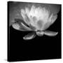 USA, Minnesota, La Salle Lake State Recration Area, La Salle Creek, Water Lilly-Peter Hawkins-Stretched Canvas