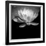 USA, Minnesota, La Salle Lake State Recration Area, La Salle Creek, Water Lilly-Peter Hawkins-Framed Photographic Print