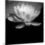 USA, Minnesota, La Salle Lake State Recration Area, La Salle Creek, Water Lilly-Peter Hawkins-Mounted Photographic Print