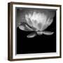 USA, Minnesota, La Salle Lake State Recration Area, La Salle Creek, Water Lilly-Peter Hawkins-Framed Photographic Print