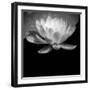 USA, Minnesota, La Salle Lake State Recration Area, La Salle Creek, Water Lilly-Peter Hawkins-Framed Photographic Print