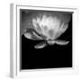 USA, Minnesota, La Salle Lake State Recration Area, La Salle Creek, Water Lilly-Peter Hawkins-Framed Photographic Print