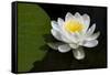 USA, Minnesota, La Salle Lake State Recration Area, La Salle Creek, Water Lilly-Peter Hawkins-Framed Stretched Canvas