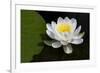 USA, Minnesota, La Salle Lake State Recration Area, La Salle Creek, Water Lilly-Peter Hawkins-Framed Photographic Print