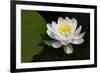 USA, Minnesota, La Salle Lake State Recration Area, La Salle Creek, Water Lilly-Peter Hawkins-Framed Photographic Print