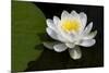 USA, Minnesota, La Salle Lake State Recration Area, La Salle Creek, Water Lilly-Peter Hawkins-Mounted Photographic Print