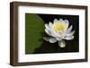 USA, Minnesota, La Salle Lake State Recration Area, La Salle Creek, Water Lilly-Peter Hawkins-Framed Photographic Print