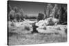 USA, Minnesota, La Salle State Recreation Area-Peter Hawkins-Stretched Canvas