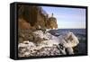 USA, Minnesota, Lake Superior, Lighthouse, Split Rock-Ronald Wittek-Framed Stretched Canvas