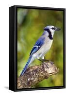 USA, Minnesota, Mendota Heights, Blue Jay, Perched on Tree Limb-Bernard Friel-Framed Stretched Canvas