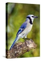 USA, Minnesota, Mendota Heights, Blue Jay, Perched on Tree Limb-Bernard Friel-Stretched Canvas