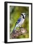 USA, Minnesota, Mendota Heights, Blue Jay, Perched on Tree Limb-Bernard Friel-Framed Photographic Print