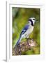 USA, Minnesota, Mendota Heights, Blue Jay, Perched on Tree Limb-Bernard Friel-Framed Photographic Print