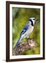 USA, Minnesota, Mendota Heights, Blue Jay, Perched on Tree Limb-Bernard Friel-Framed Photographic Print