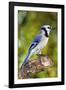 USA, Minnesota, Mendota Heights, Blue Jay, Perched on Tree Limb-Bernard Friel-Framed Photographic Print