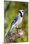 USA, Minnesota, Mendota Heights, Blue Jay, Perched on Tree Limb-Bernard Friel-Mounted Photographic Print