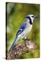 USA, Minnesota, Mendota Heights, Blue Jay, Perched on Tree Limb-Bernard Friel-Stretched Canvas