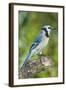 USA, Minnesota, Mendota Heights, Blue Jay, Perched on Tree Limb-Bernard Friel-Framed Photographic Print