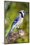 USA, Minnesota, Mendota Heights, Blue Jay, Perched on Tree Limb-Bernard Friel-Mounted Photographic Print