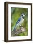 USA, Minnesota, Mendota Heights, Blue Jay, Perched on Tree Limb-Bernard Friel-Framed Photographic Print