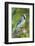 USA, Minnesota, Mendota Heights, Blue Jay, Perched on Tree Limb-Bernard Friel-Framed Photographic Print