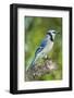 USA, Minnesota, Mendota Heights, Blue Jay, Perched on Tree Limb-Bernard Friel-Framed Photographic Print