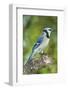 USA, Minnesota, Mendota Heights, Blue Jay, Perched on Tree Limb-Bernard Friel-Framed Photographic Print