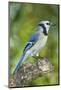 USA, Minnesota, Mendota Heights, Blue Jay, Perched on Tree Limb-Bernard Friel-Mounted Photographic Print