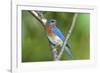 USA, Minnesota, Mendota Heights, Eastern Bluebird Perched Bush Branch-Bernard Friel-Framed Photographic Print