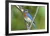 USA, Minnesota, Mendota Heights, Eastern Bluebird Perched Bush Branch-Bernard Friel-Framed Photographic Print