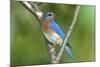 USA, Minnesota, Mendota Heights, Eastern Bluebird Perched Bush Branch-Bernard Friel-Mounted Photographic Print