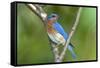 USA, Minnesota, Mendota Heights, Eastern Bluebird Perched Bush Branch-Bernard Friel-Framed Stretched Canvas