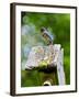 USA, Minnesota, Mendota Heights, Eastern Bluebird-Bernard Friel-Framed Photographic Print