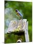 USA, Minnesota, Mendota Heights, Eastern Bluebird-Bernard Friel-Mounted Photographic Print