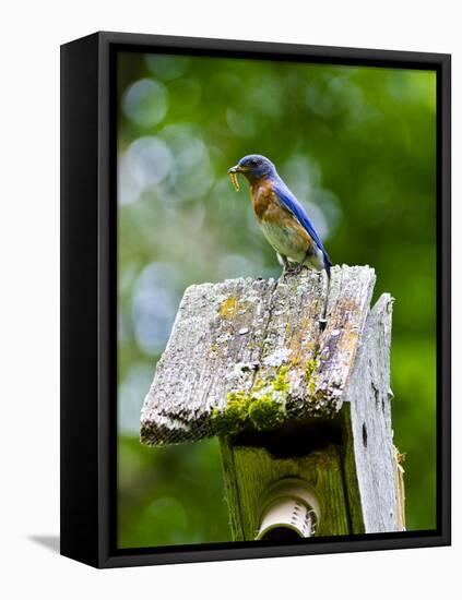 USA, Minnesota, Mendota Heights, Eastern Bluebird-Bernard Friel-Framed Stretched Canvas