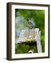 USA, Minnesota, Mendota Heights, Eastern Bluebird-Bernard Friel-Framed Photographic Print