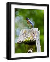 USA, Minnesota, Mendota Heights, Eastern Bluebird-Bernard Friel-Framed Photographic Print