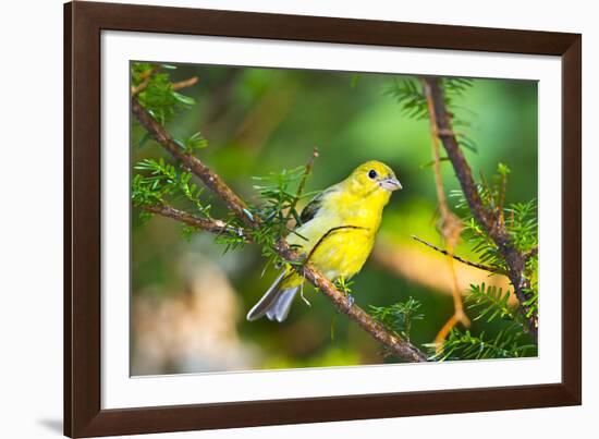 USA, Minnesota, Mendota Heights, Mohican Lane, American Goldfinch-Bernard Friel-Framed Photographic Print