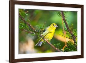 USA, Minnesota, Mendota Heights, Mohican Lane, American Goldfinch-Bernard Friel-Framed Photographic Print