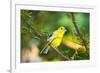 USA, Minnesota, Mendota Heights, Mohican Lane, American Goldfinch-Bernard Friel-Framed Premium Photographic Print