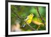 USA, Minnesota, Mendota Heights, Mohican Lane, American Goldfinch-Bernard Friel-Framed Premium Photographic Print