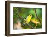 USA, Minnesota, Mendota Heights, Mohican Lane, American Goldfinch-Bernard Friel-Framed Photographic Print