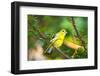 USA, Minnesota, Mendota Heights, Mohican Lane, American Goldfinch-Bernard Friel-Framed Photographic Print