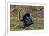 USA, Minnesota, Mendota Heights, Wild Turkey, Displaying-Bernard Friel-Framed Photographic Print