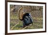 USA, Minnesota, Mendota Heights, Wild Turkey, Displaying-Bernard Friel-Framed Photographic Print