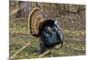 USA, Minnesota, Mendota Heights, Wild Turkey, Displaying-Bernard Friel-Mounted Photographic Print