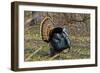 USA, Minnesota, Mendota Heights, Wild Turkey, Displaying-Bernard Friel-Framed Photographic Print