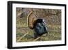 USA, Minnesota, Mendota Heights, Wild Turkey, Displaying-Bernard Friel-Framed Photographic Print