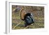 USA, Minnesota, Mendota Heights, Wild Turkey, Displaying-Bernard Friel-Framed Photographic Print